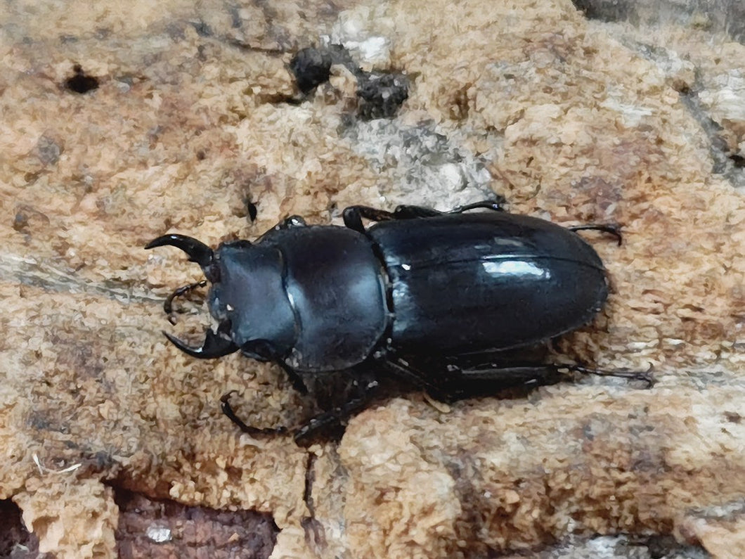 オキナワコクワガタ(リュウキュウコクワガタ) 沖縄県 国頭郡大宜見村上原産 ペア（累代WD ♂27mm ♀Freemm ）