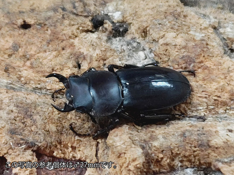 オキナワコクワガタ(リュウキュウコクワガタ) 沖縄県 国頭郡大宜見村上原産 ペア（累代WD ♂25mm ♀Freemm ）