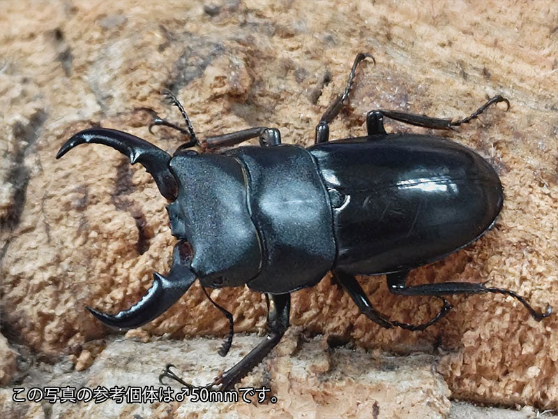 オキナワヒラタ 沖縄県 国頭郡大宜見村上原産 ペア（累代WD ♂43mm ♀Freemm ）