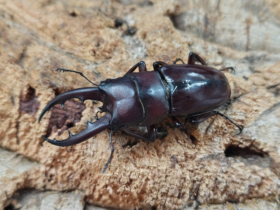 オキナワノコギリ 沖縄県 国頭郡大宜見村上原産 ペア（累代WD ♂54mm ♀Freemm ）