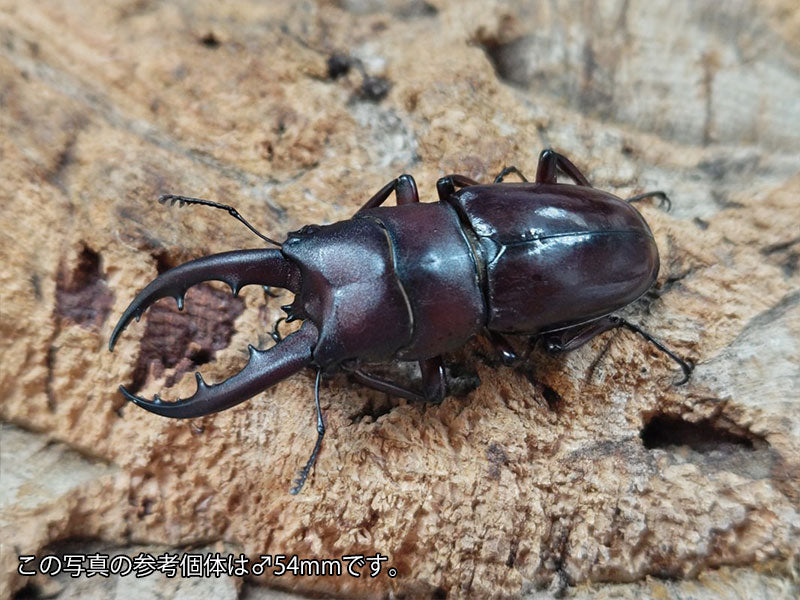 オキナワノコギリ 沖縄県 国頭郡大宜見村上原産 ペア（累代WD ♂52mm ♀Freemm ）