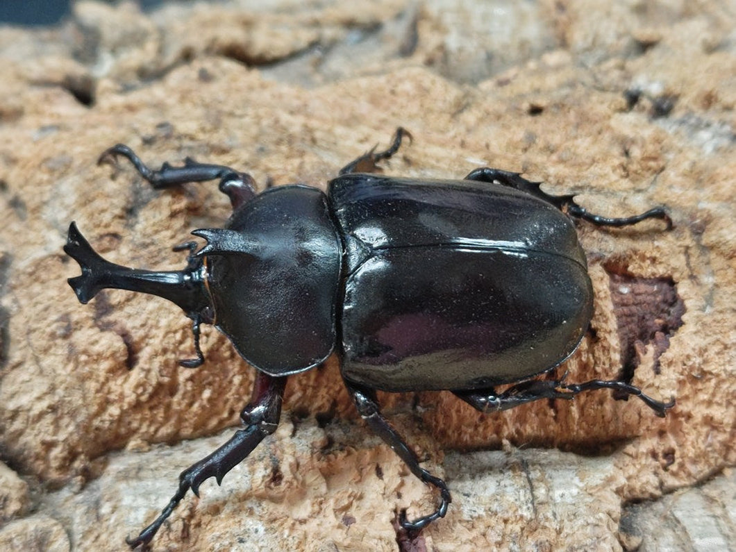 オキナワカブトムシ 沖縄県 伊平屋島産 ペア（累代CB ♂Freemm 2025/7 ♀Freemm 2025/7）