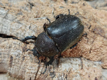 画像をギャラリービューアに読み込む, オキナワカブトムシ 沖縄県 伊平屋島産 ペア（累代CB ♂Freemm 2025/7 ♀Freemm 2025/7）

