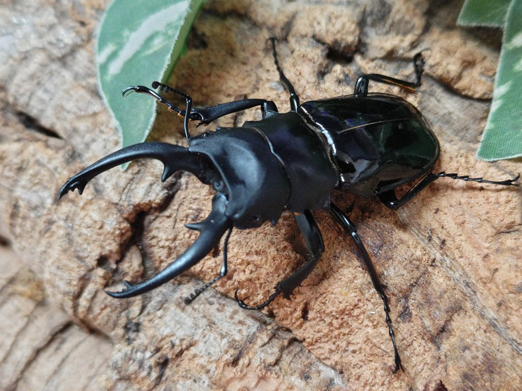 ルディカツヤクワガタ(ダールマンツヤクワガタ亜種rudicae) フィリピン ミンドロ島産 ペア（累代WD ♂76mm ♀Freemm ）