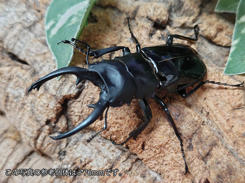 ルディカツヤクワガタ(ダールマンツヤクワガタ亜種rudicae) フィリピン ミンドロ島産 ペア（累代WD ♂73mm ♀Freemm ）