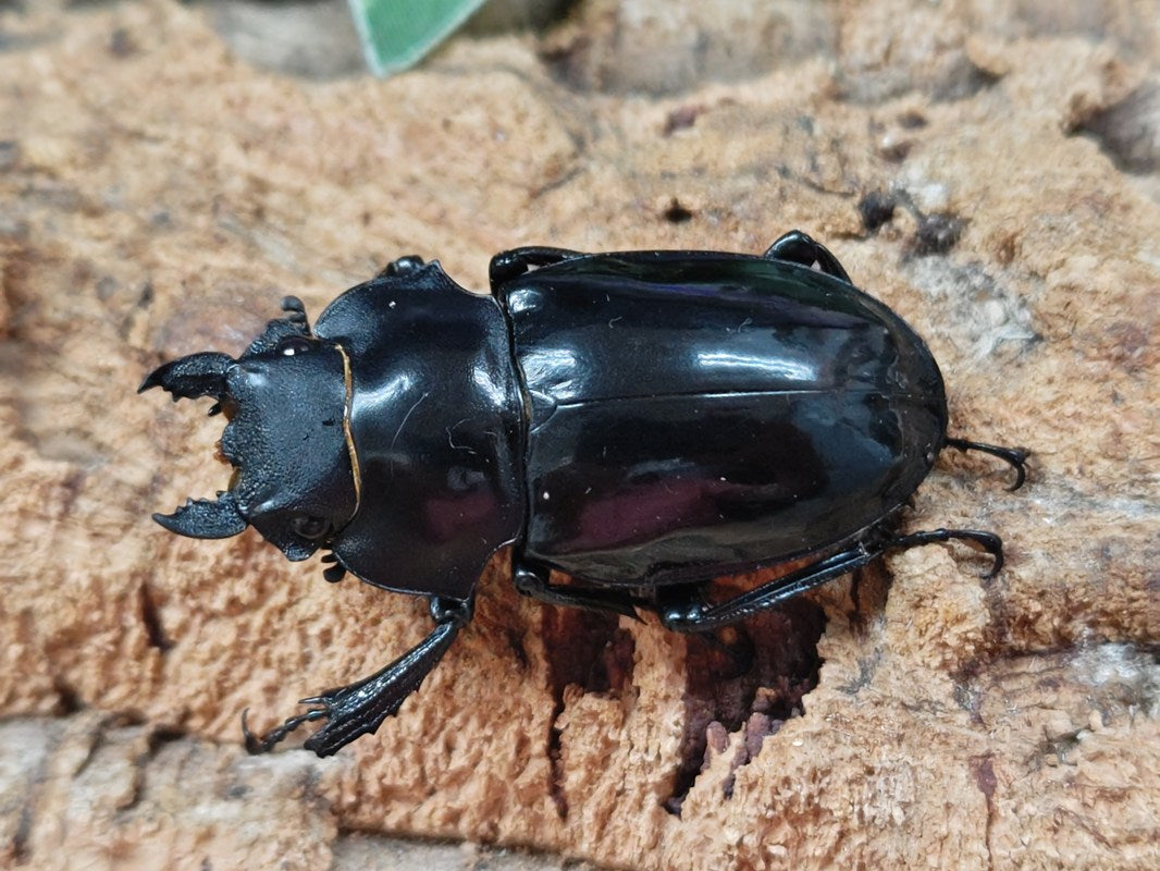 インターメディアツヤクワガタ フィリピン ネグロス島産 ペア