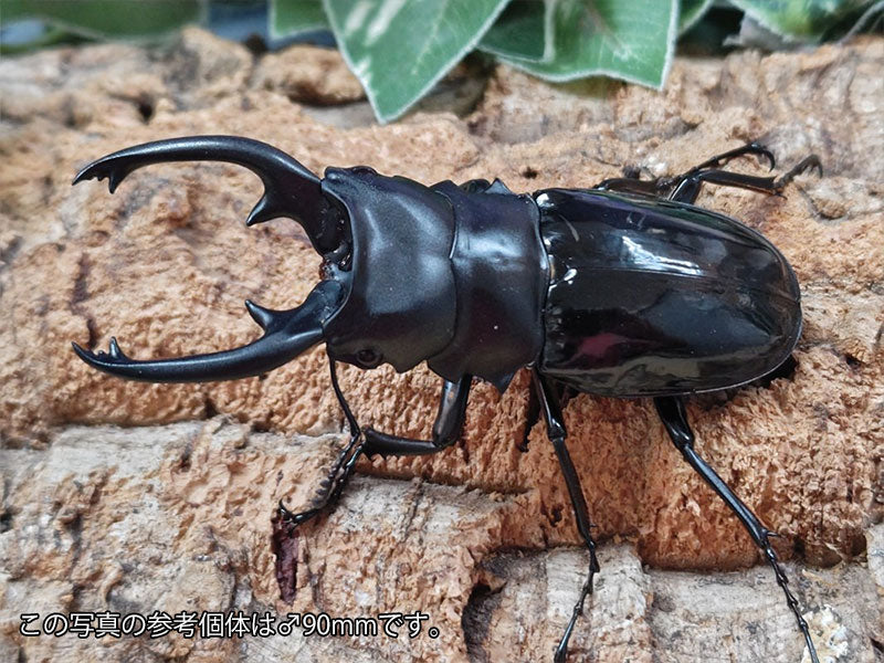 インターメディアツヤクワガタ – クワガタムシ・カブトムシ昆虫