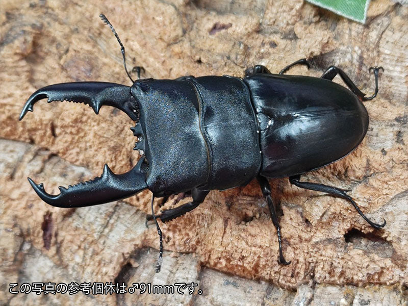 ミンダナオオオヒラタクワガタ – クワガタムシ・カブトムシ昆虫