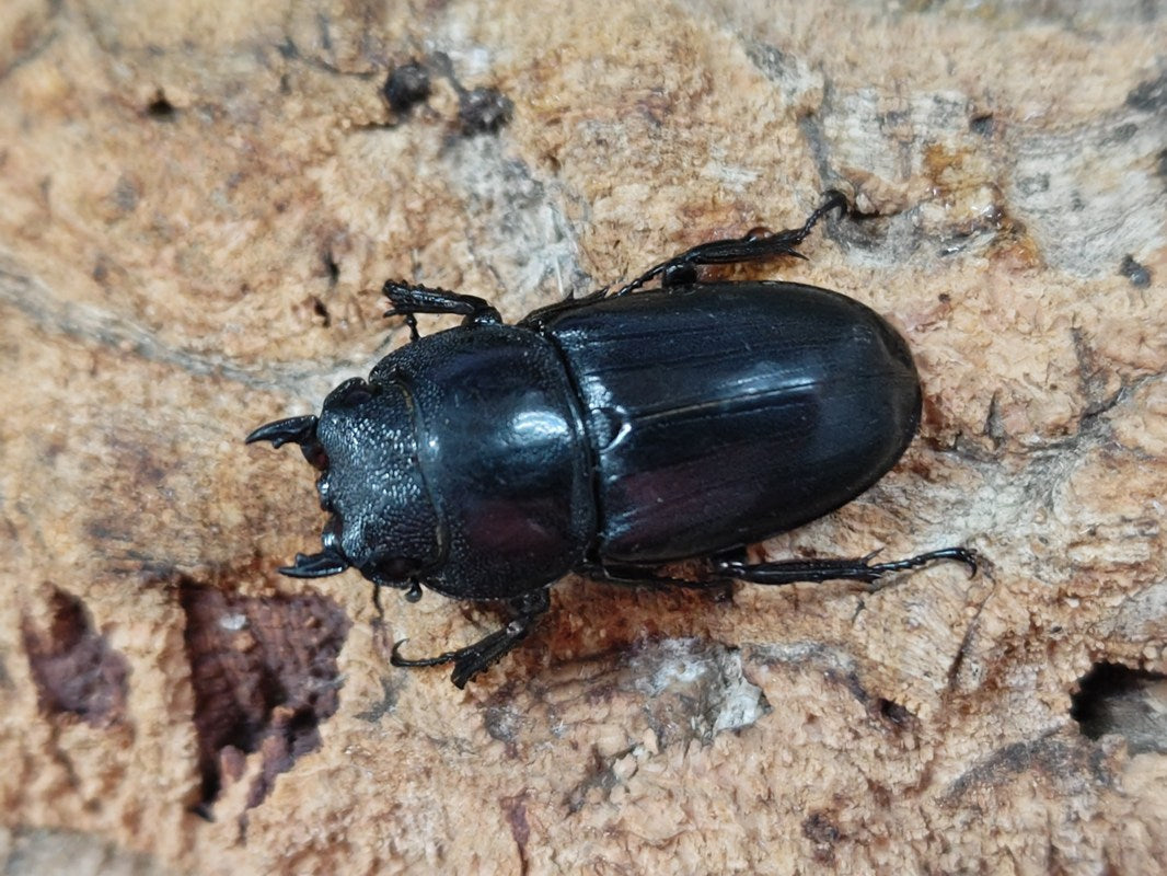 ミンダナオオオヒラタクワガタ フィリピン ミンダナオ島マラグサン産