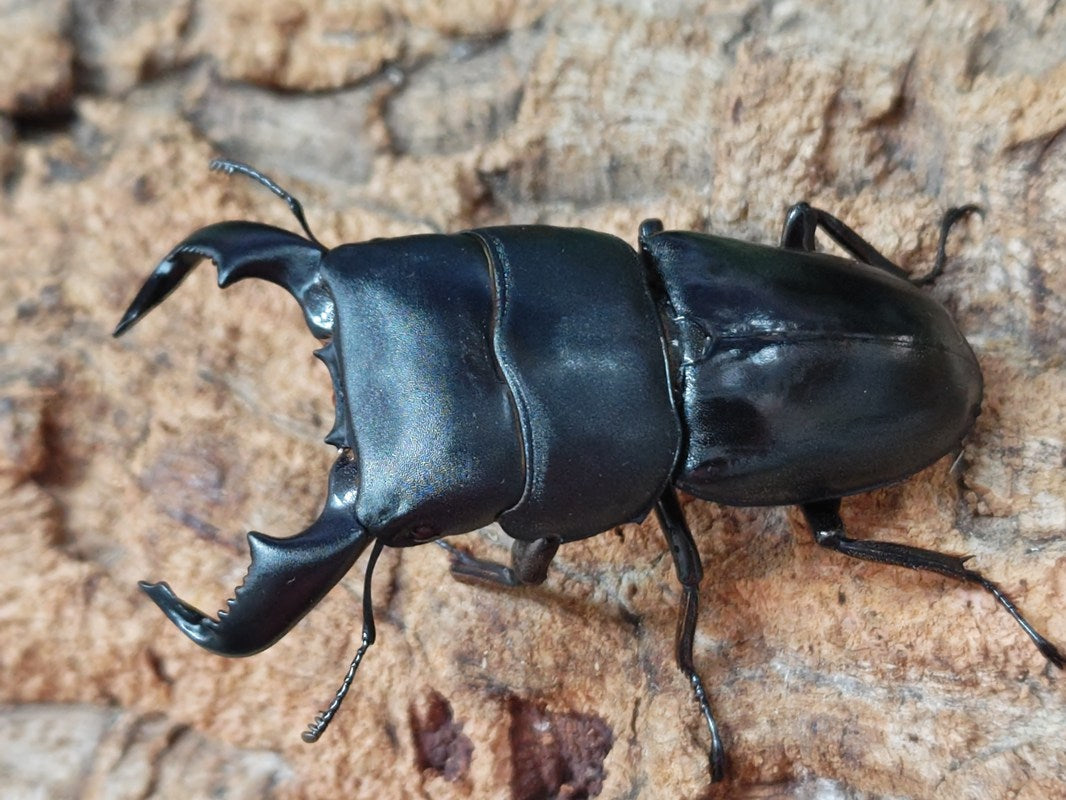 ダイオウヒラタクワガタ – タグ 