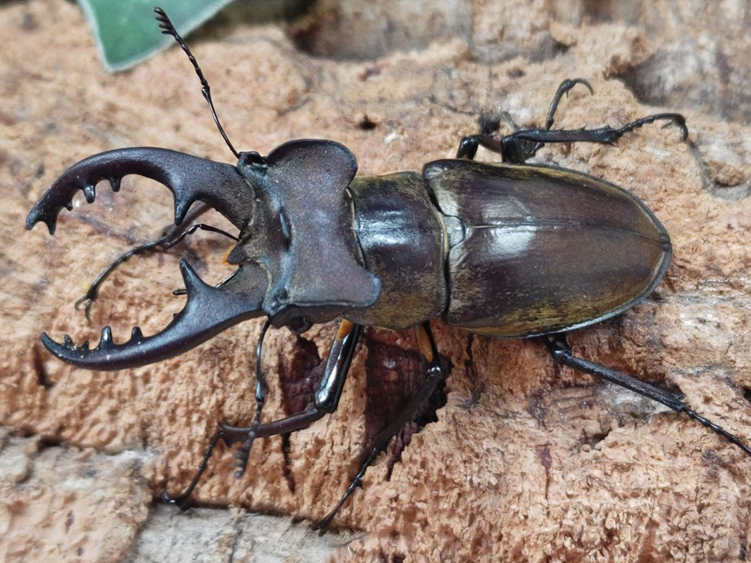 新入荷商品 – クワガタムシ・カブトムシ昆虫専門店COLORS