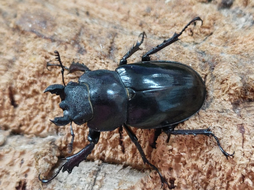 ミヤマクワガタ 大阪府 能勢町産 ペア（累代WD ♂64mm ♀Freemm