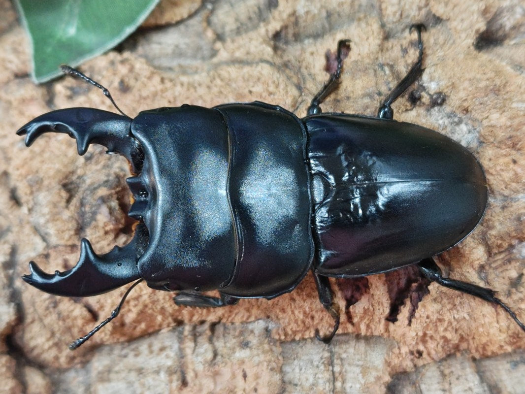 超特大アルキデスヒラタクワガタ97ミリ アルキデスヒラタクワガタ – クワガタムシ・カブトムシ昆虫専門