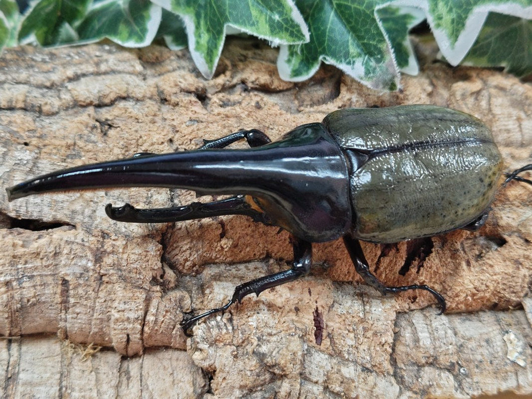 D.H.ヘラクレス(メテオ血統) フランス領 グアドループ産 ペア（累代CB ♂114mm 2025/6 ♀Freemm 2025/6）