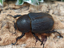 画像をギャラリービューアに読み込む, D.H.ヘラクレス(メテオ血統) フランス領 グアドループ産 ペア（累代CB ♂114mm 2025/6 ♀Freemm 2025/6）
