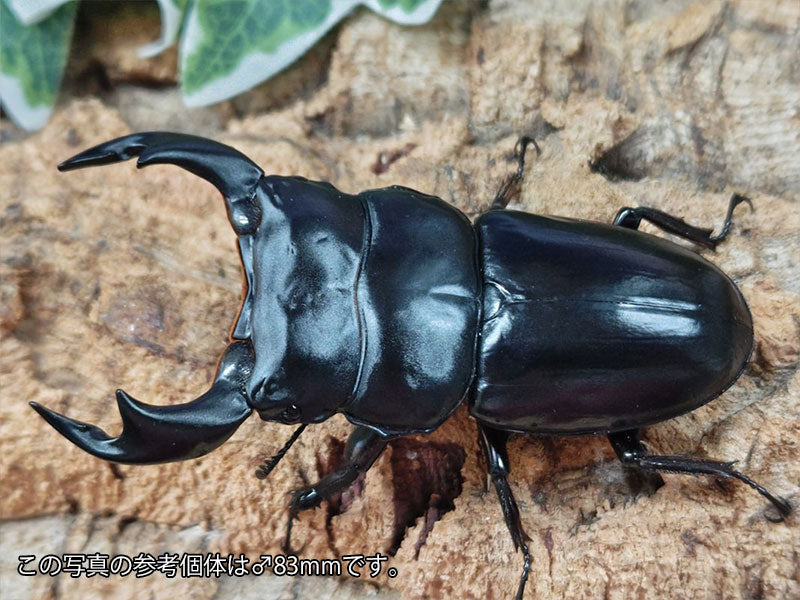 アンタエウスオオクワガタ – クワガタムシ・カブトムシ昆虫専門
