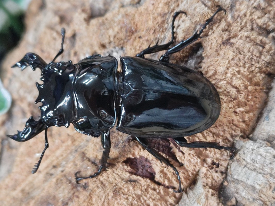 タランドゥスオオツヤクワガタ – クワガタムシ・カブトムシ昆虫