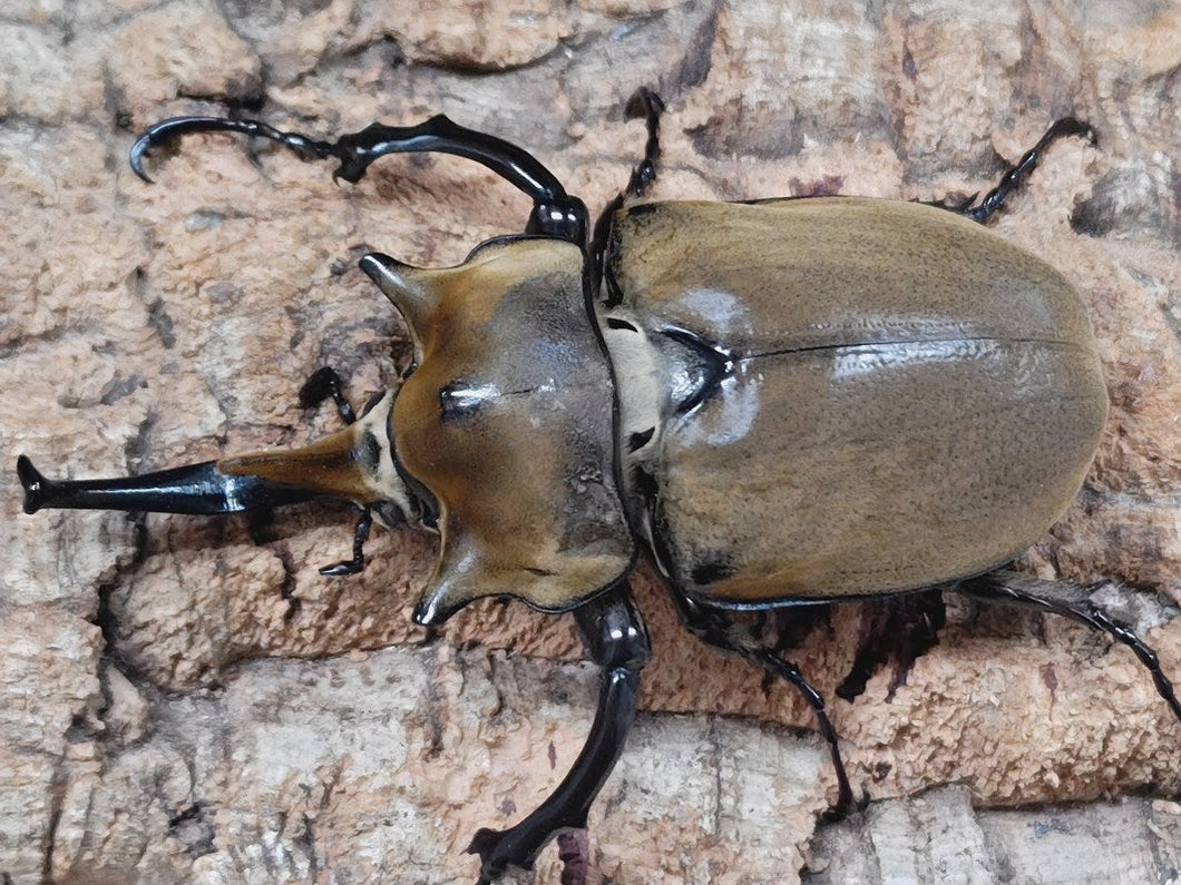 エレファスゾウカブト メキシコ カテマコ産 ペア（累代CB ♂108mm 2025/6 ♀Freemm 2025/6）