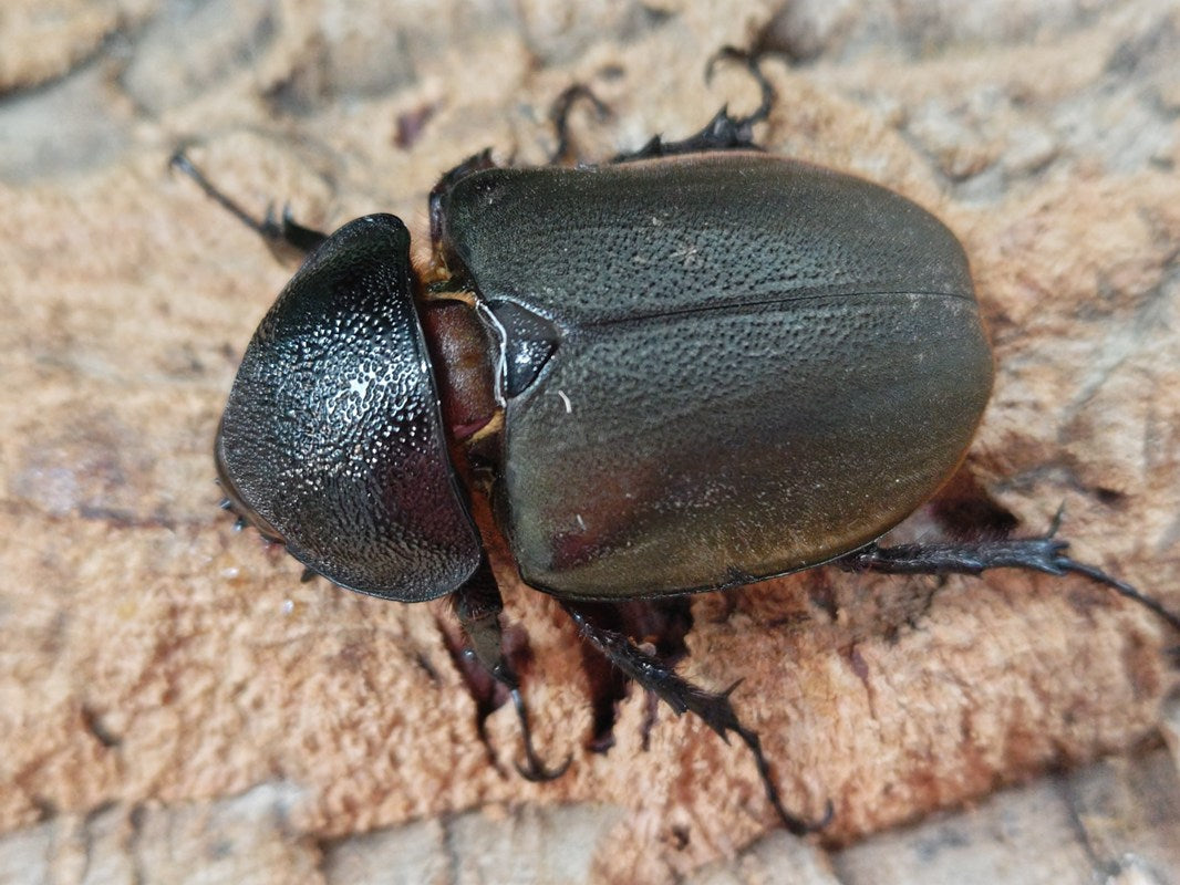 激レア】日本初入荷個体コーカサスオオカブトカンボジア産