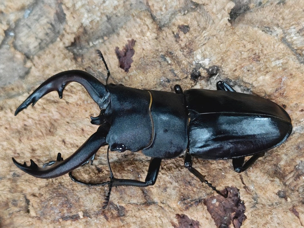 アマミノコギリクワガタ 奄美大島 笠利町産 ペア（累代WF5 ♂67mm 2025/6 ♀Freemm 2025/6）