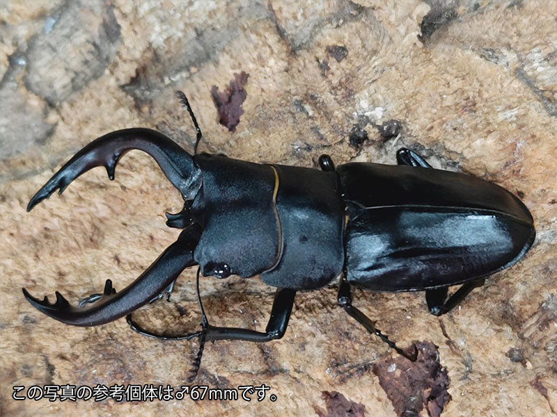 アマミノコギリクワガタ 奄美大島 笠利町産 ペア（累代WF5 ♂64mm 2025/6 ♀Freemm 2025/6）