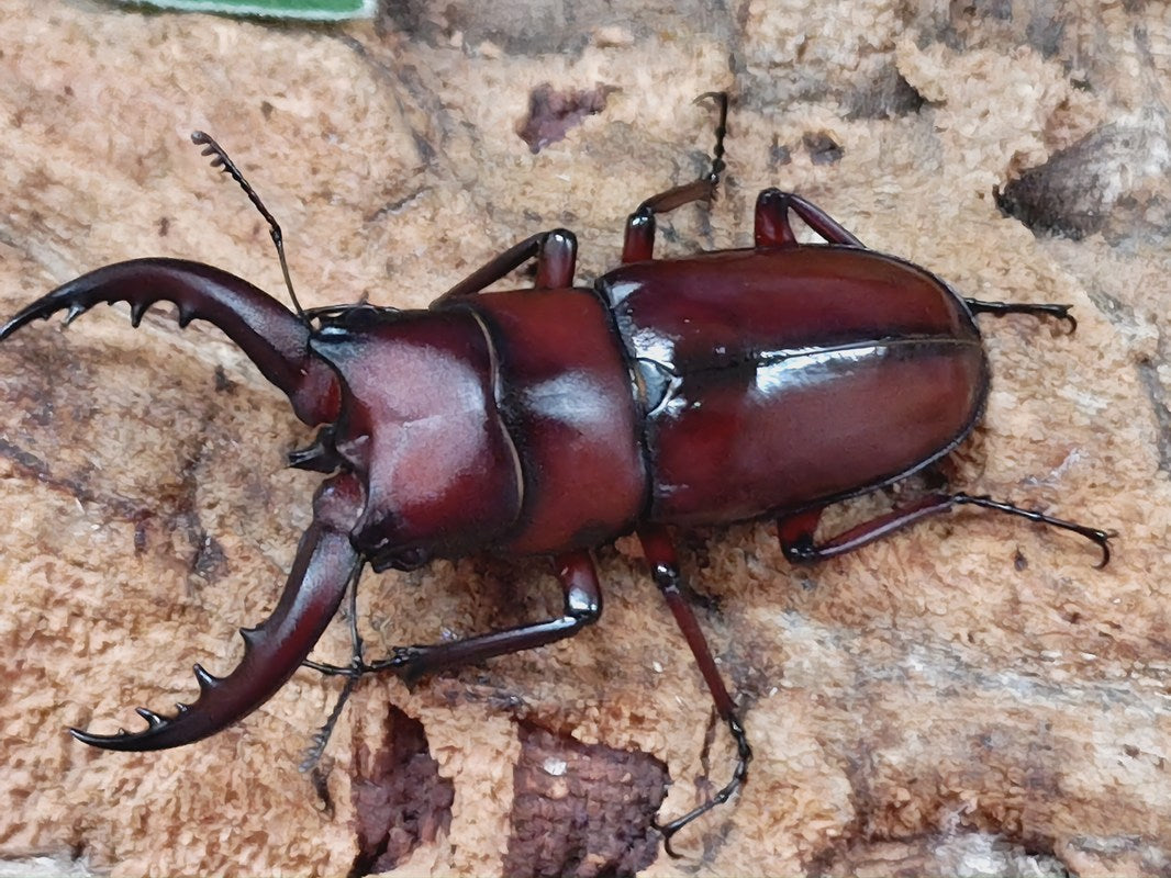 トクノシマノコギリ♂標本セット トクノシマノコギリ♂標本セット - メルカリ