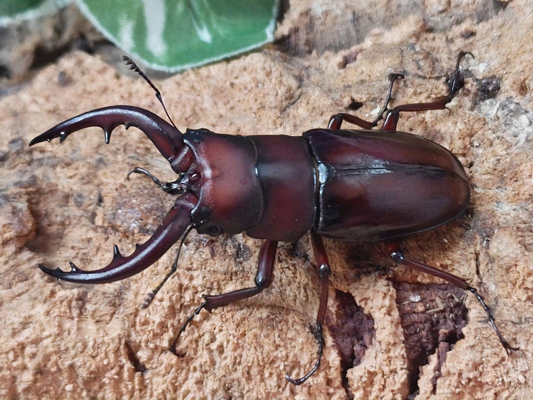 トカラノコギリクワガタ トカラ列島 諏訪之瀬島産 ペア（累代CB ♂58mm 2025/6 ♀Freemm 2025/6）