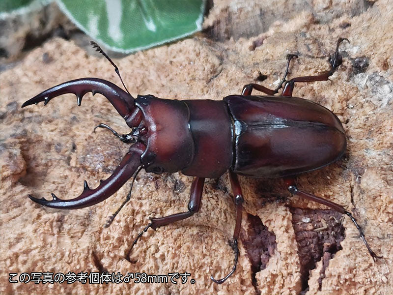 トカラノコギリクワガタ トカラ列島 諏訪之瀬島産 ペア（累代CB ♂50mm 2025/6 ♀Freemm 2025/6）