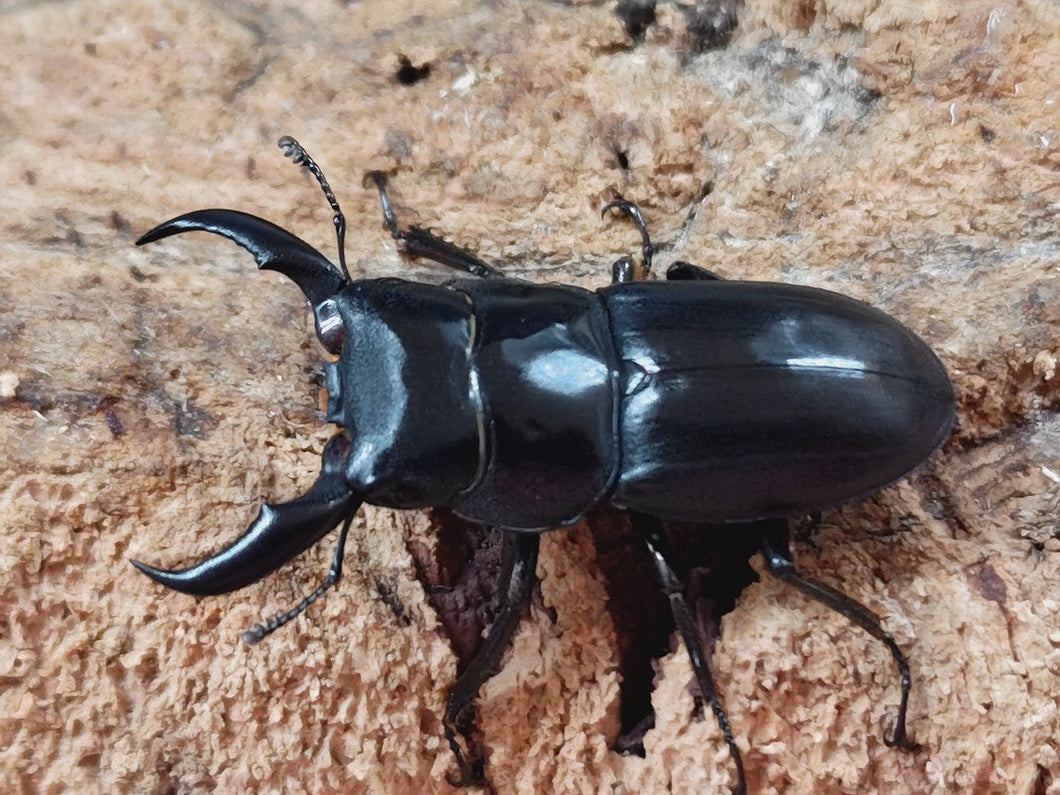 サキシマヒラタクワガタ 沖縄県 石垣島崎枝産 ペア（累代WD ♂43mm ♀Freemm ）