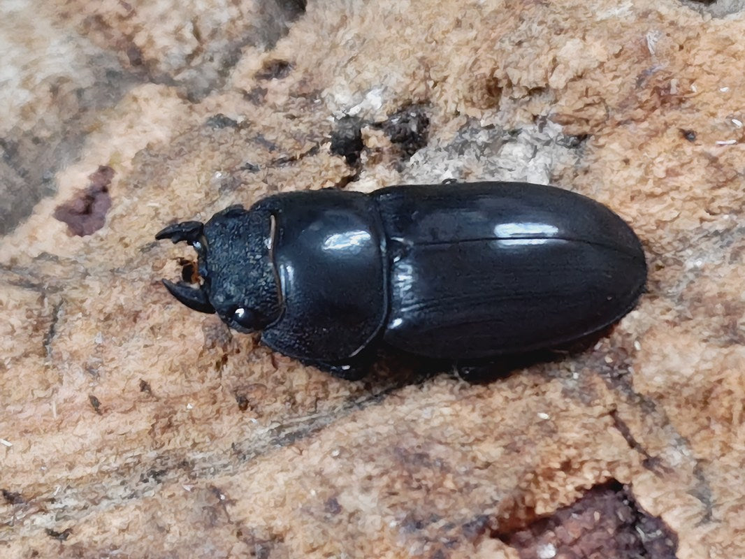 サキシマヒラタクワガタ 沖縄県 石垣島崎枝産 ペア（累代WD ♂43mm