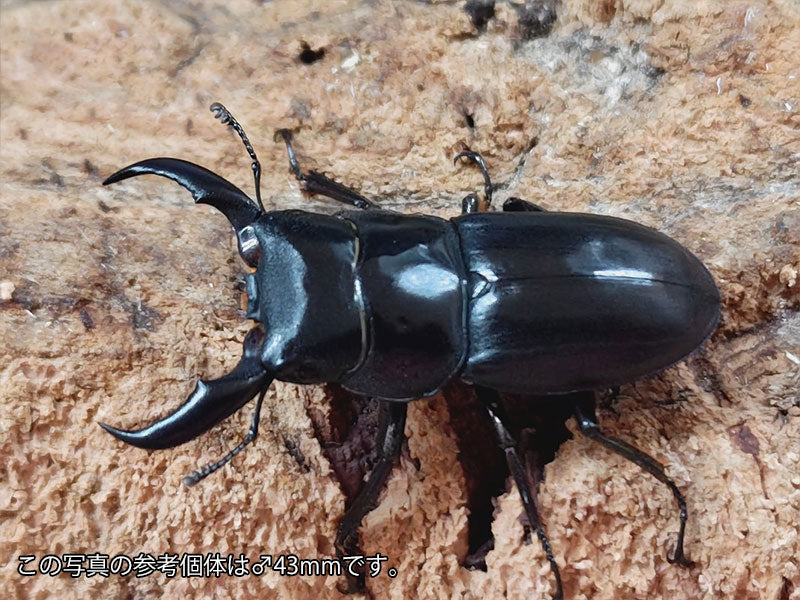 サキシマヒラタクワガタ 沖縄県 石垣島崎枝産 ペア（累代WD ♂42mm ♀Freemm ）
