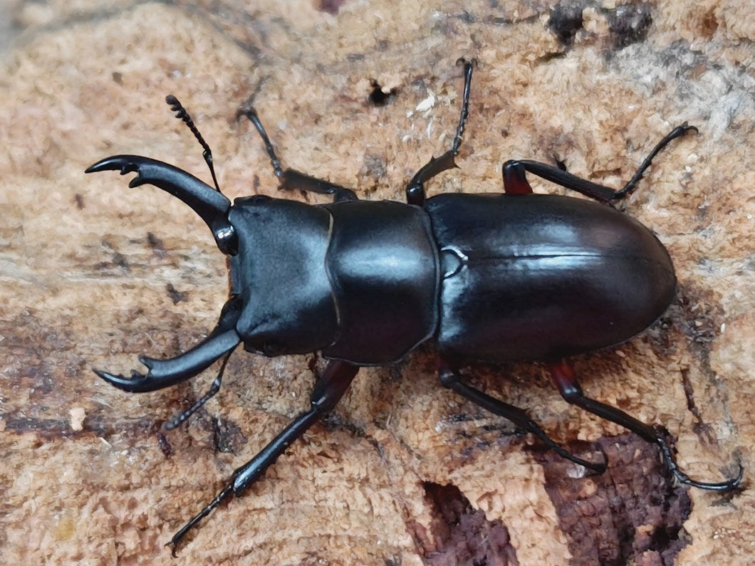 アカアシクワガタ 兵庫県 養父市氷ノ山産 ペア（累代WD ♂40mm ♀Freemm ）