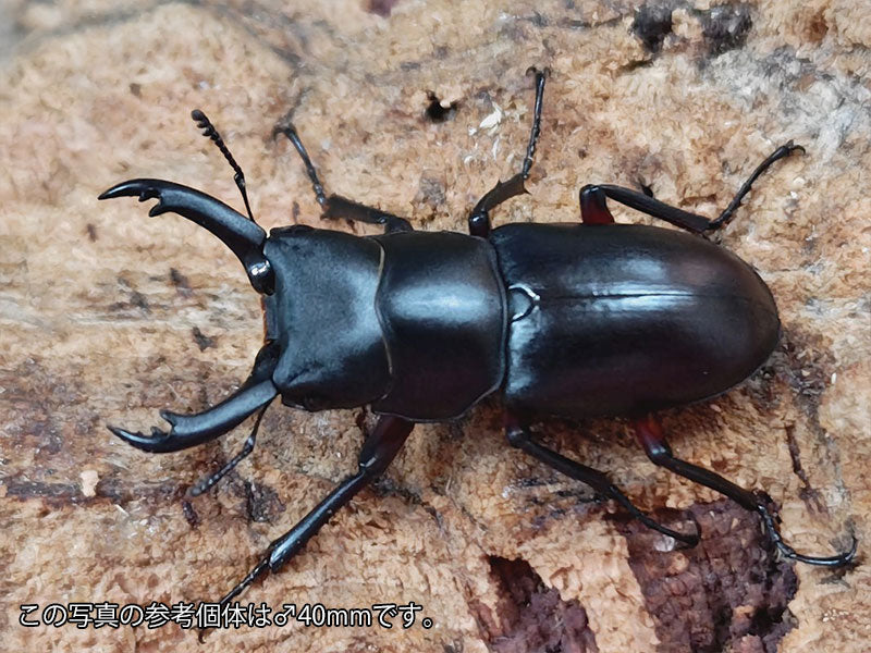 アカアシクワガタ 兵庫県 養父市氷ノ山産 ペア（累代WD ♂38mm ♀Freemm ）