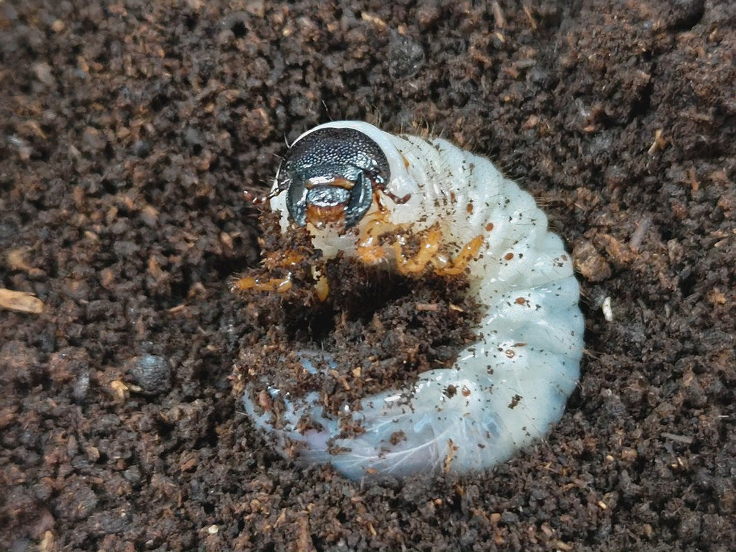 ミンダナオアトラス(フィリピンアトラス)幼虫 フィリピン ミンダナオ島マラグサン産