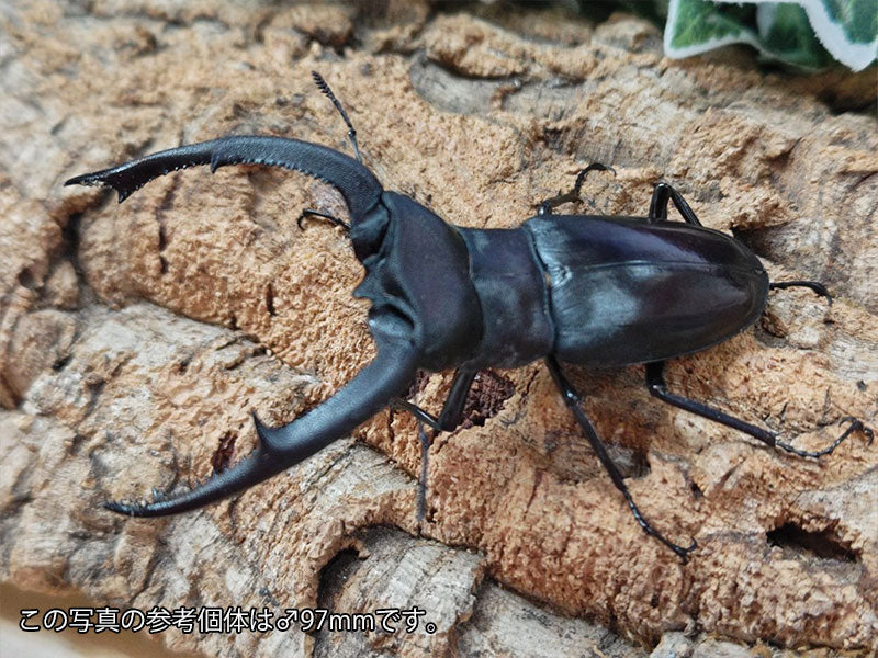 マンディブラリスフタマタクワガタ インドネシア スマトラ島ジャンピMt.Gunung Masurai産 ペア（累代WD ♂94mm ♀Freemm ）