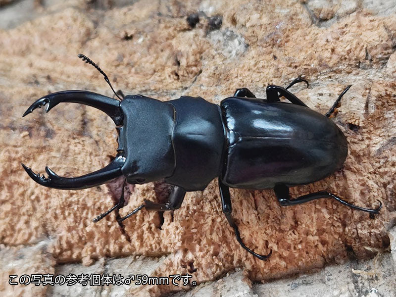 ヤマダクワガタ – タグ 