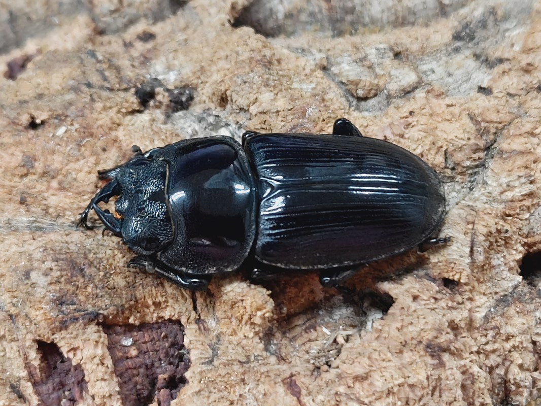 昆虫大系 アニア 昆虫大決戦スタジアム | Toys”R”Us – Japan