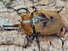 画像をギャラリービューアに読み込む, エレファスゾウカブト メキシコ カテマコ産 ペア（累代CB ♂118mm 2025/6 ♀Freemm 2025/7）
