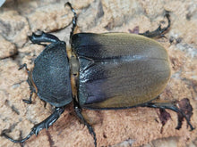 画像をギャラリービューアに読み込む, エレファスゾウカブト メキシコ カテマコ産 ペア（累代CB ♂118mm 2025/6 ♀Freemm 2025/7）
