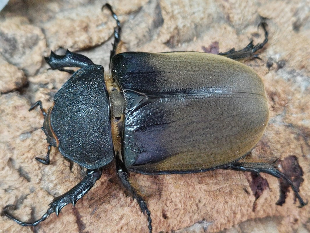 ブラジル産　ゾウカブト　86mmX45mm 0000000101472_sV76EAB.jpg