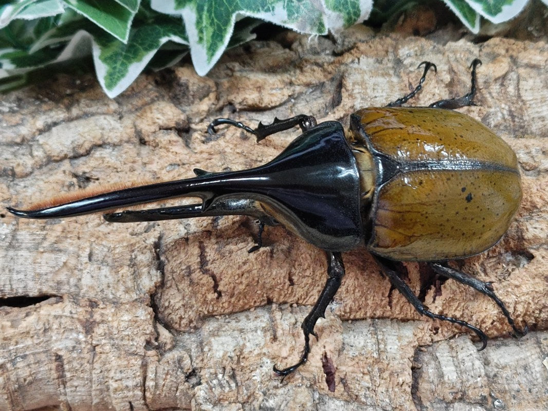 ヘルクレスリッキーブルー　716965様 美品】 ムシキング ヘルクレスリッキーブルー 2005 夏限定