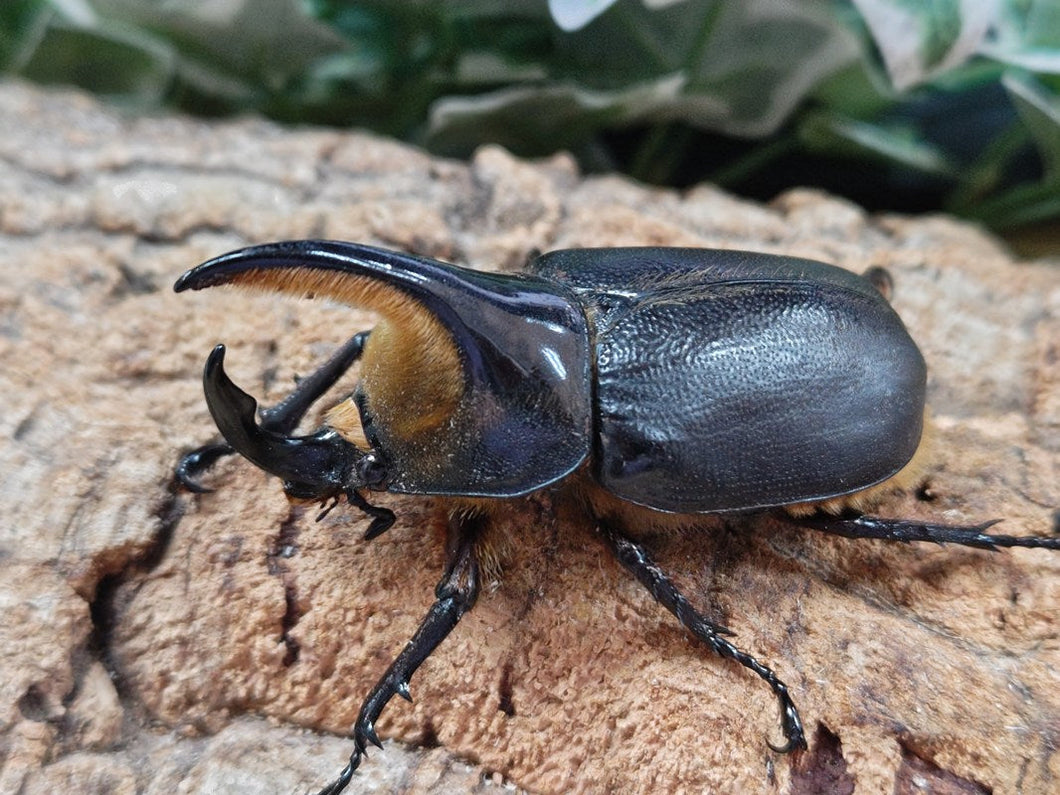 サタンオオカブト ボリビア ユンガス産 ペア（累代CB ♂80mm 2025/7 ♀61mm 2025/6）