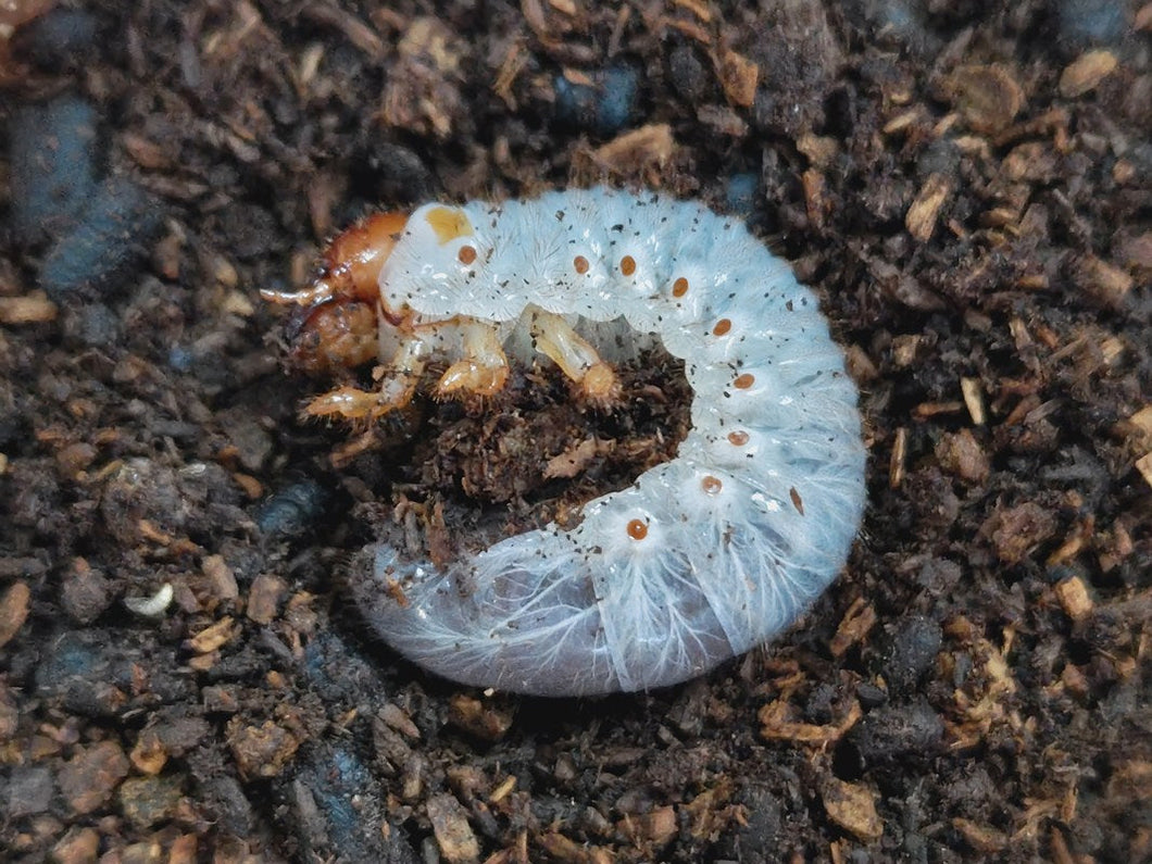 エレファスゾウカブト幼虫 メキシコ カテマコ産