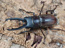 画像をギャラリービューアに読み込む, ドエスブルグノコギリクワガタ インドネシア スラウェシ島パロロ・パル産 ペア（累代WD ♂55Upmm ♀Freemm ）
