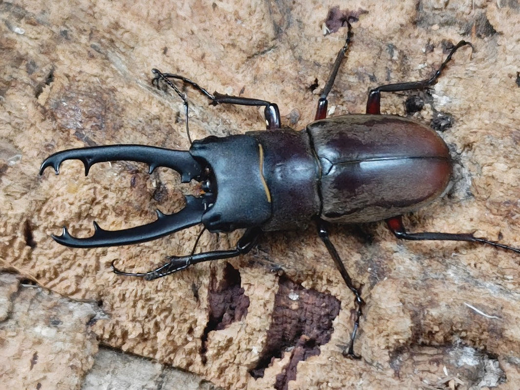 ドエスブルグノコギリクワガタ インドネシア スラウェシ島パロロ