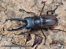 画像をギャラリービューアに読み込む, ドエスブルグノコギリクワガタ インドネシア スラウェシ島パロロ・パル産 ペア（累代WD ♂50Upmm ♀Freemm ）
