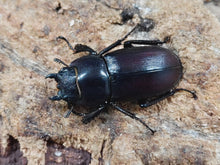 画像をギャラリービューアに読み込む, ドエスブルグノコギリクワガタ インドネシア スラウェシ島パロロ・パル産 ペア（累代WD ♂50Upmm ♀Freemm ）
