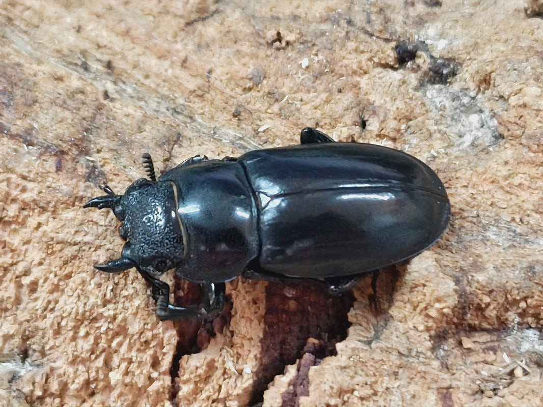 特大リノケロスフタマタクワガタ100アップペア 特大リノケロスフタマタ