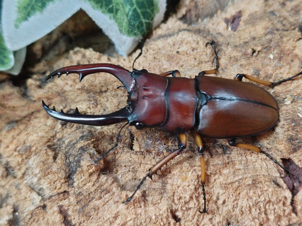 アスタコイデスノコギリクワガタ亜種pallidipennis インドネシア スマトラ島ベンクール産 ペア（累代WD ♂57mm ♀Freemm ）