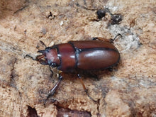 画像をギャラリービューアに読み込む, アスタコイデスノコギリクワガタ亜種pallidipennis インドネシア スマトラ島ベンクール産 ペア（累代WD ♂57mm ♀Freemm ）
